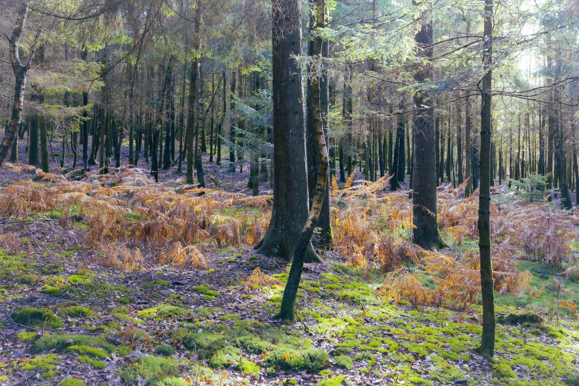 Herfst in de Ardennen